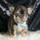 Thumbnail: Dexter 🩵 French Bulldog - AKC Male