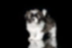 SHIHTZU
