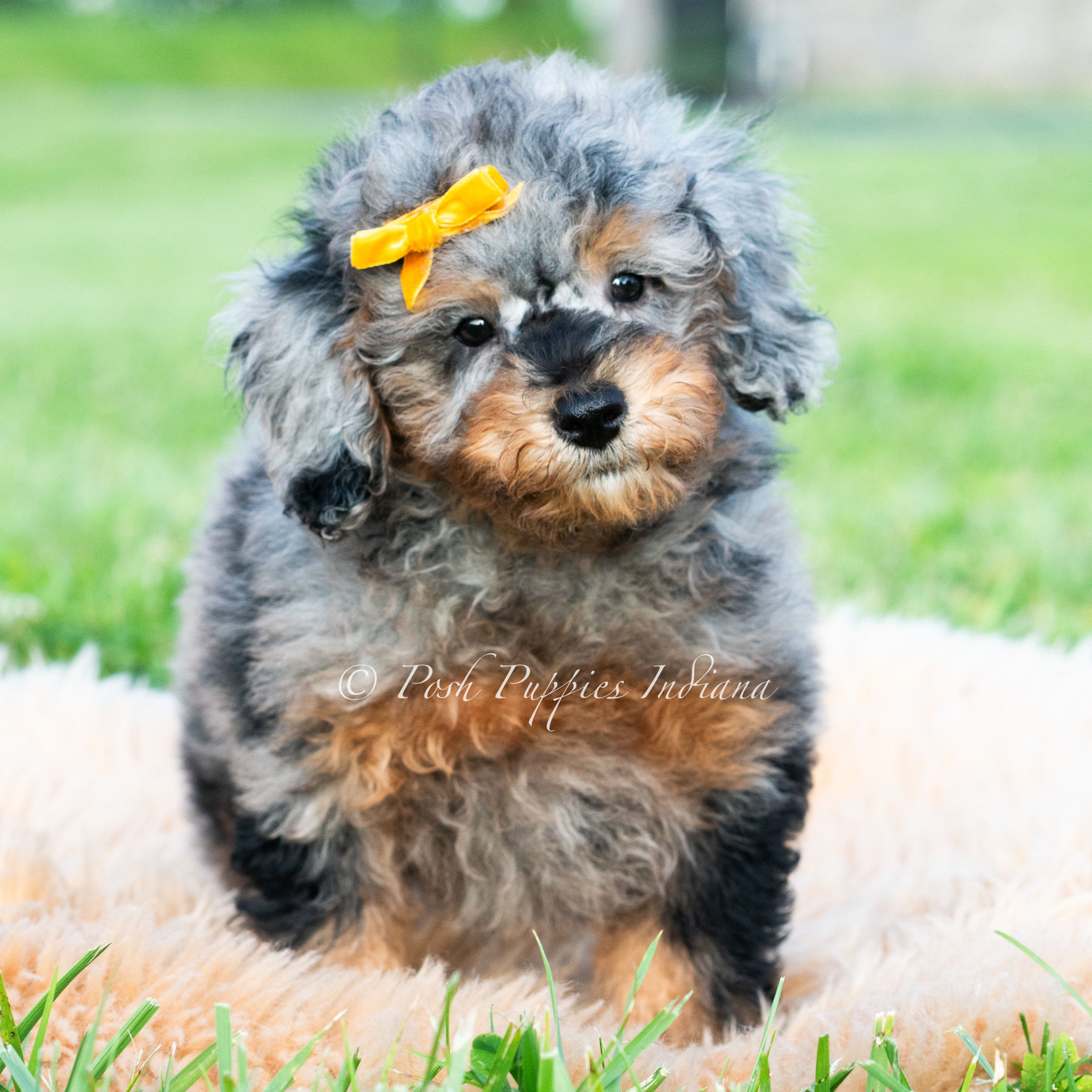 Astro💙 AKC Toy Poodle - Male
