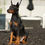 Thumbnail: Dutchess 💖 AKC/UABR European Champion Lines Doberman - Girl
