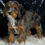 Thumbnail: Diana 💖 F1 Cavapoo Champion Lines - Girl