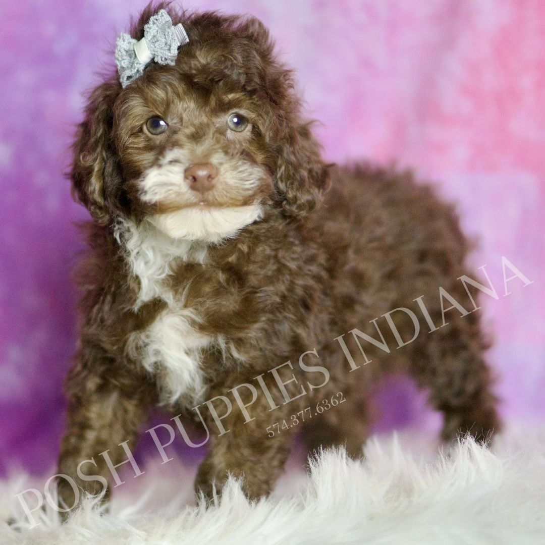 Punkin π AKC Toy Poodle - MALE