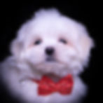 Thumbnail: Zippy 💙 AKC Maltese - Male