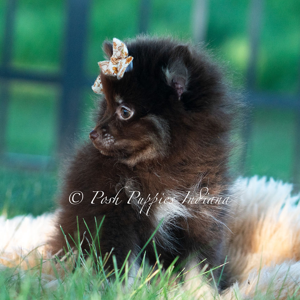 Thumbnail: Mocha 💙  AKC Pomeranian - Male