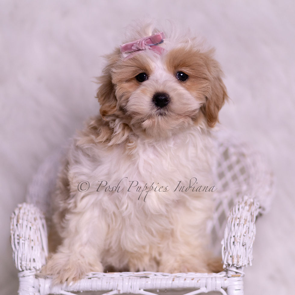 Thumbnail: Willow 🩷 F1 Maltipoo - Female