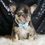 Thumbnail: Dexter 🩵 French Bulldog - AKC Male