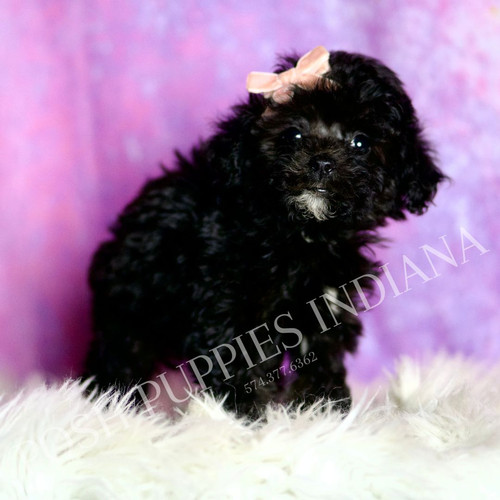 PEDRO 初期 DOG IN 今治タオル 黒×イエロー アユニD BiSH Dee Dee 💖 AKC Toy Poodle - Girl | Posh Puppies Indiana