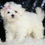 Thumbnail: Claudia 💖 AKC Toy Maltese -Girl