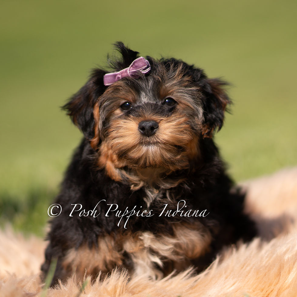 Thumbnail: Ziggy 💙 Yorkiepoo - Boy