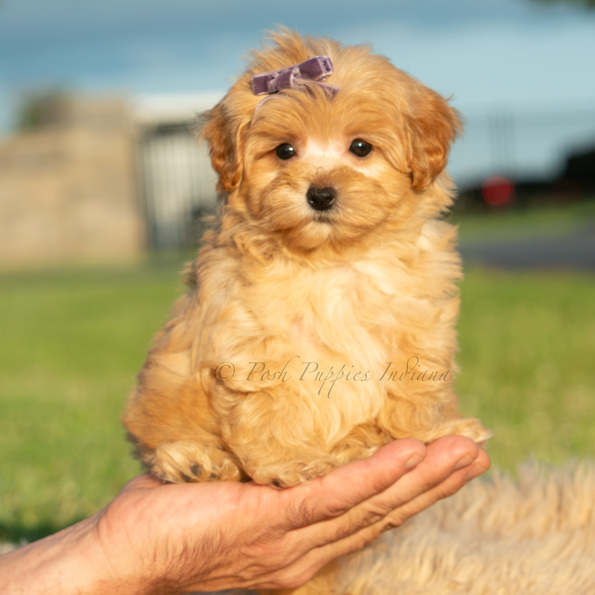 Bailey🩷 F1B Maltipoo - Female