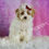 Thumbnail: Bambi 💖 UABR Poodle - Girl