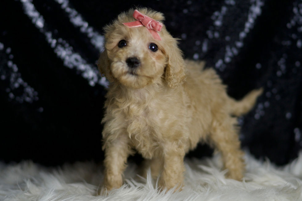 Duckie 💖 F1B Mini Goldendoodle - Girl