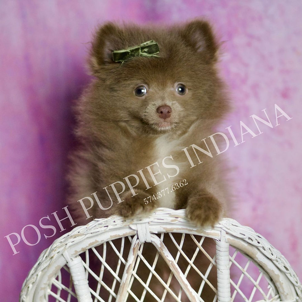 Thumbnail: Choco 💙 ACA Pomeranian - Boy