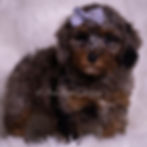 Thumbnail: Adrian 💙 AKC Toy Poodle - male