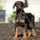 Thumbnail: Freya 💖 AKC/UABR European Champion Lines Doberman - Girl