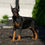 Thumbnail: Dutchess 💖 AKC/UABR European Champion Lines Doberman - Girl