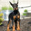 Thumbnail: Zara 💖 AKC/UABR European Champion Lines Doberman - Girl