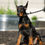 Thumbnail: Zoey 💖 AKC/UABR European Champion Lines Doberman - Girl