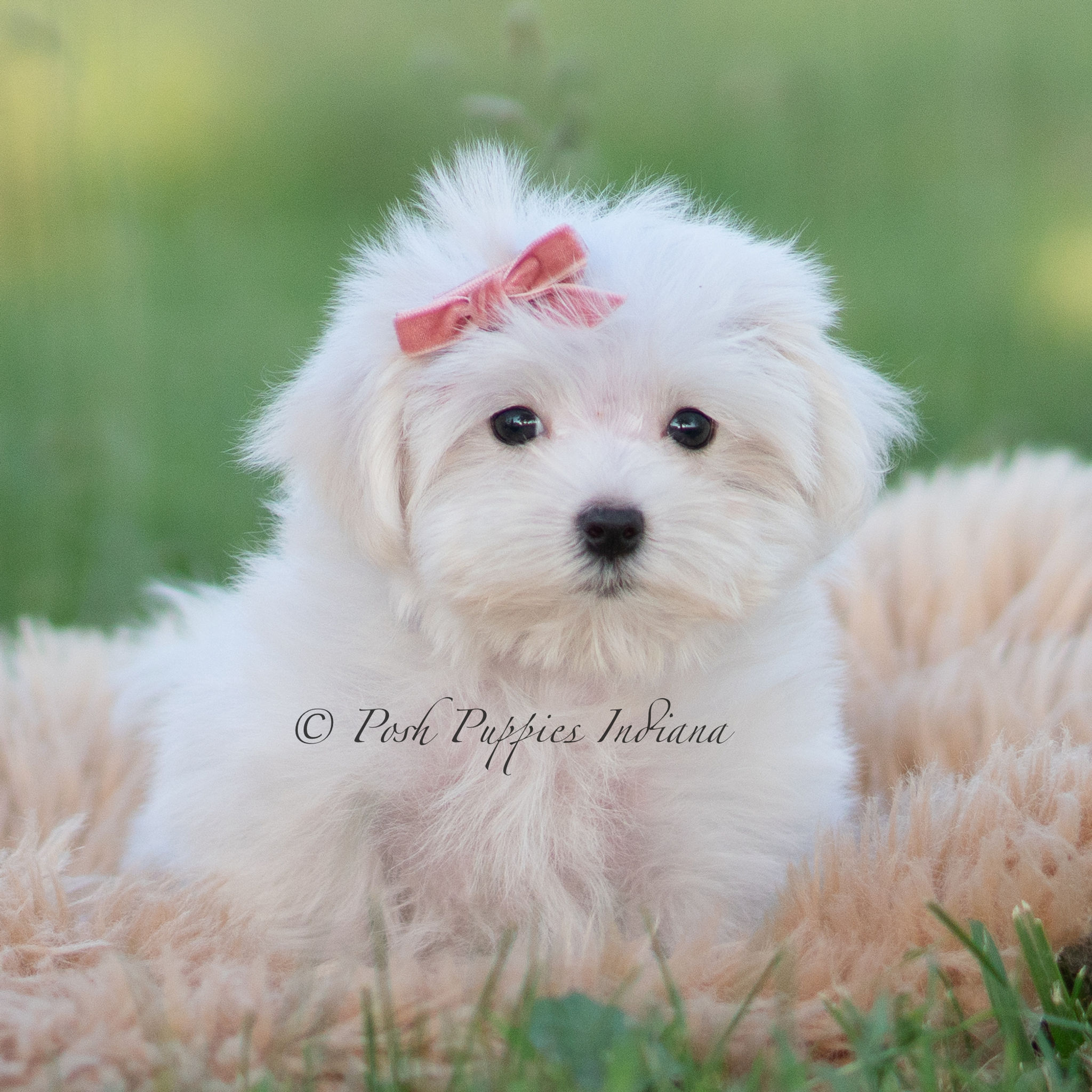 Pinkie 🩷 AKC Maltese - Female