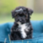 Thumbnail: Digger 💙 AKC Toy Poodle - Boy