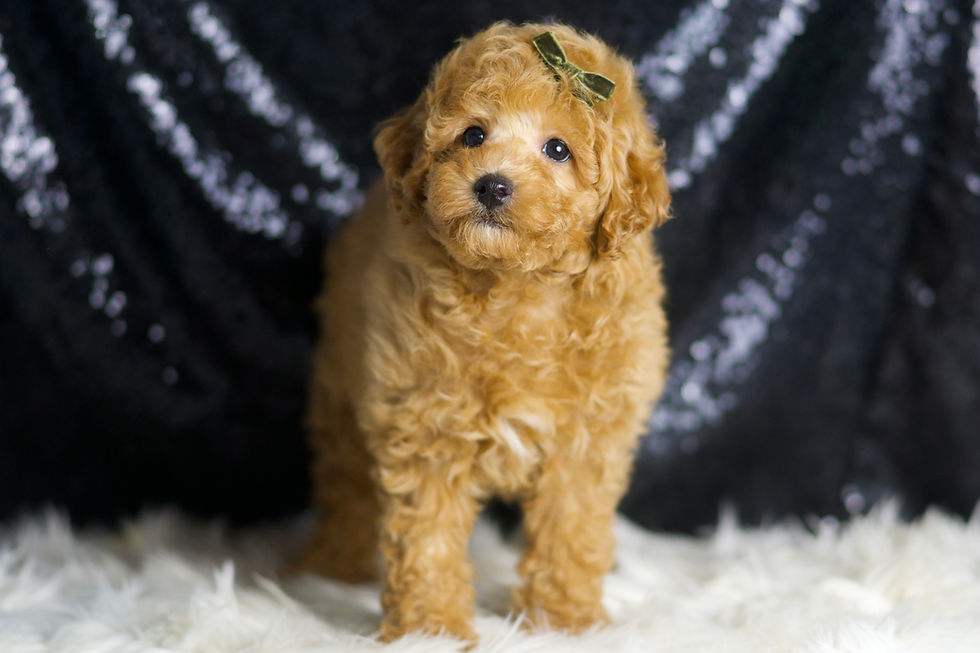 Mannie 🩵 AKC Poodle - Boy
