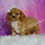 Thumbnail: Rose 💖 AKC Cavalier King Charles - Girl