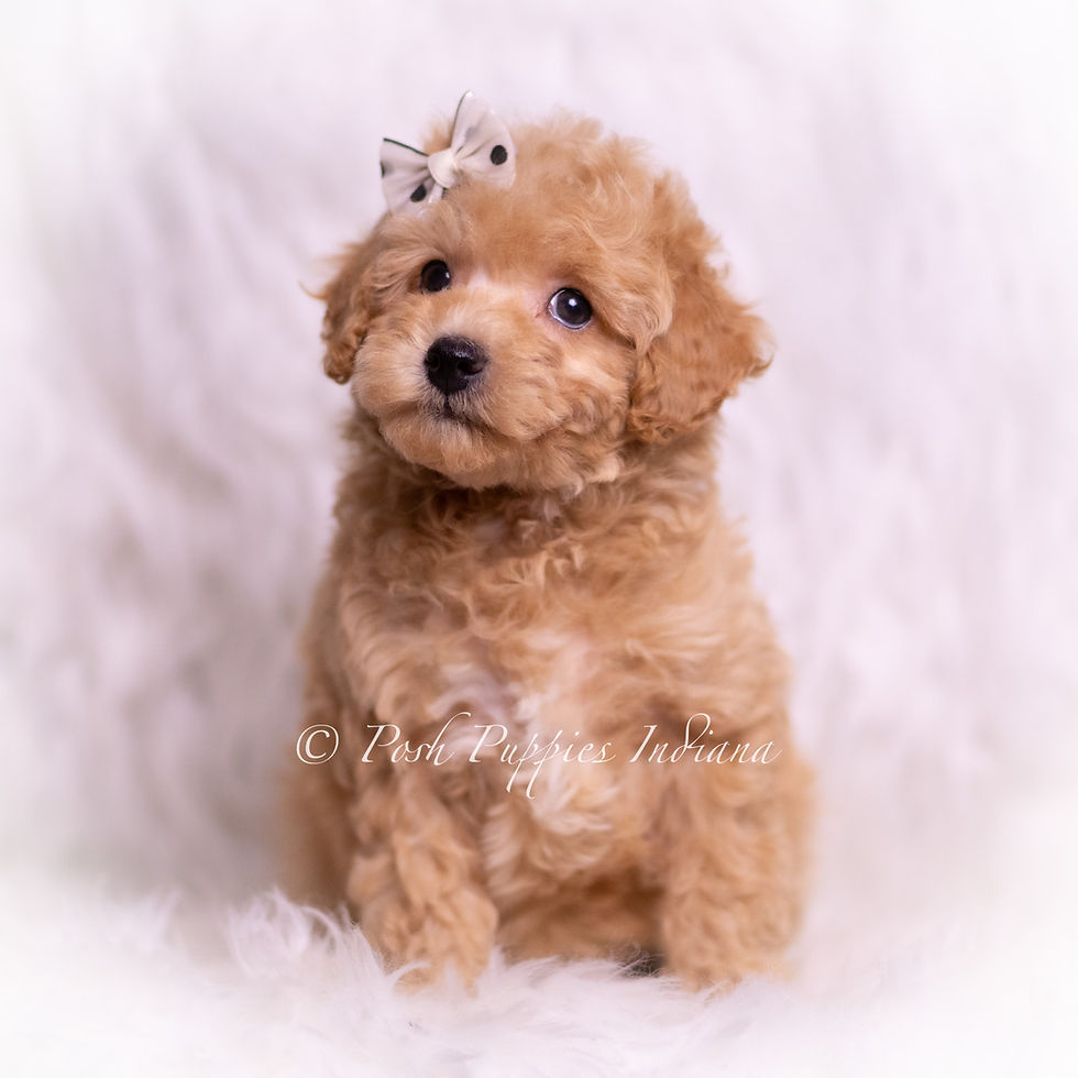 Thumbnail: Tinker 💙 UABR Toy Poodle - Boy
