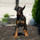 Thumbnail: Dutchess 💖 AKC/UABR European Champion Lines Doberman - Girl