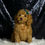 Thumbnail: Oliver 🩵 AKC Toy Poodle - Boy