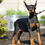Thumbnail: Zara 💖 AKC/UABR European Champion Lines Doberman - Girl