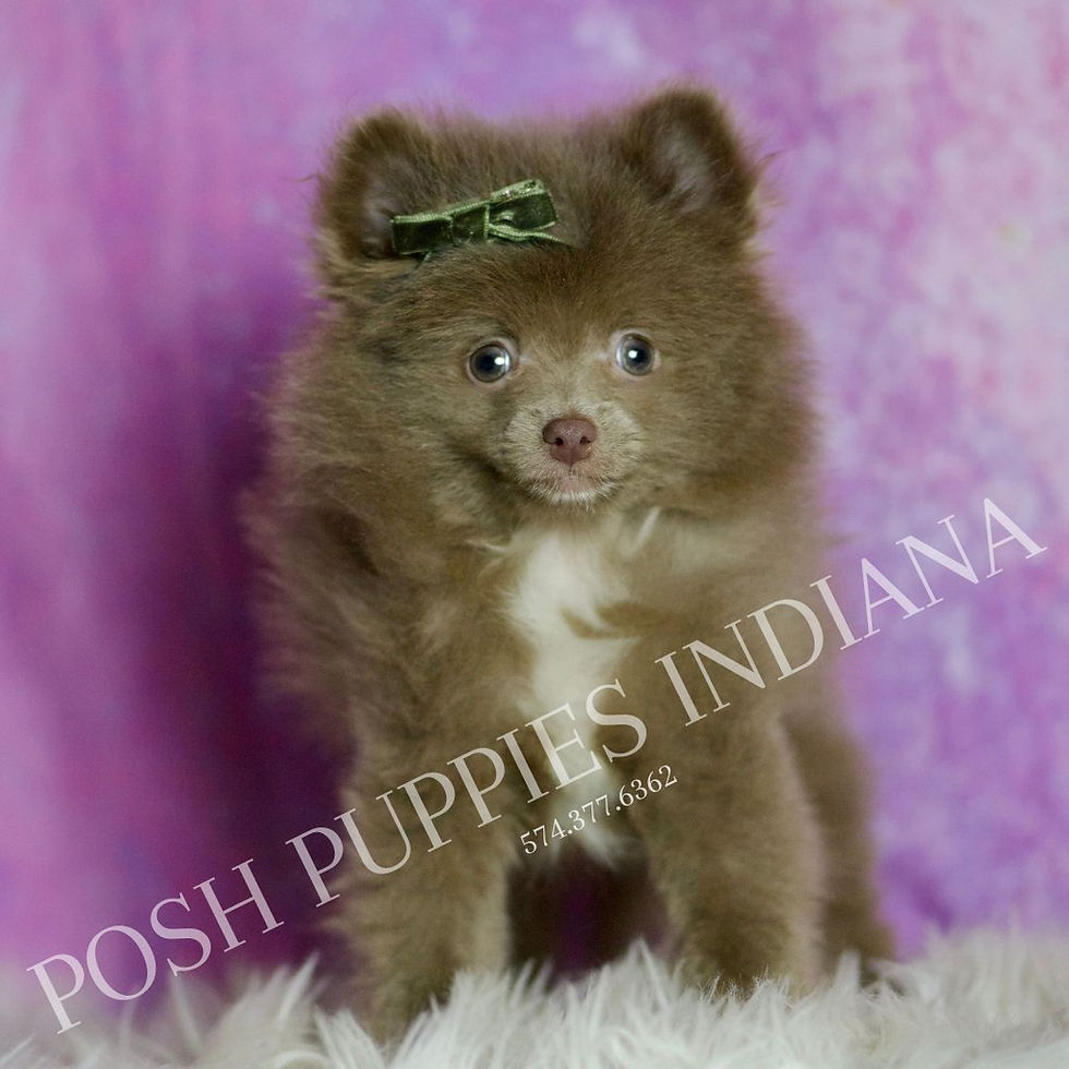 Thumbnail: Choco 💙 ACA Pomeranian - Boy