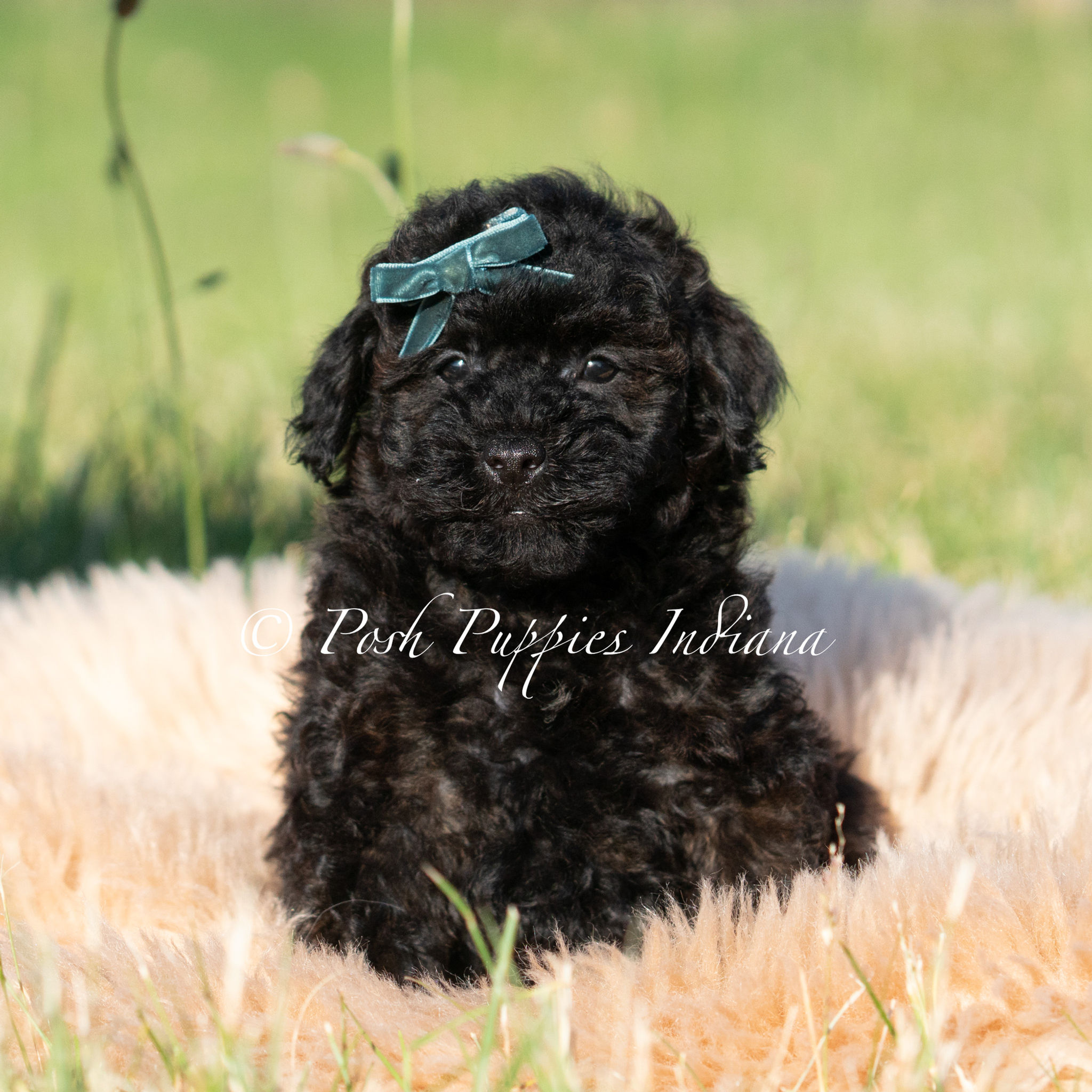 Niblet 💙 AKC Toy Poodle - Boy