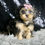 Thumbnail: Daphne 💖 F1 Yorkiepoo Female