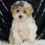 Thumbnail: Orly 🩵 F1 Maltipoo- Boy