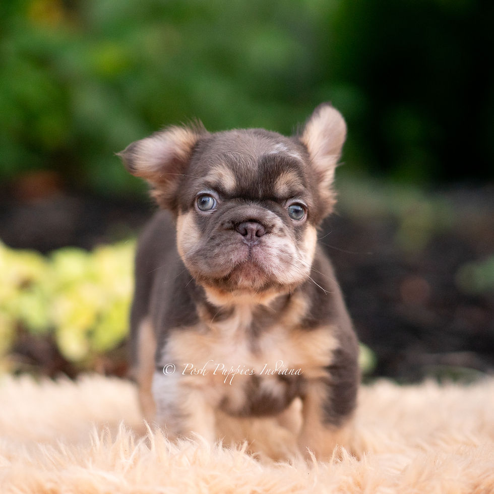 Thumbnail: Baby Yoda 💙 AKC Longhair French Bulldog - Male