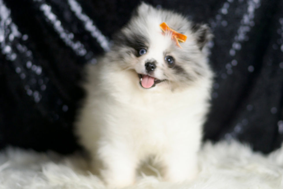 Mr Merle 🩵 AKC Pomeranian - Boy