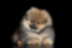 POMERANIAN