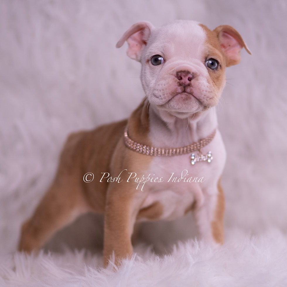 Thumbnail: Anastasia 🩷 AKC English Bulldog - Female