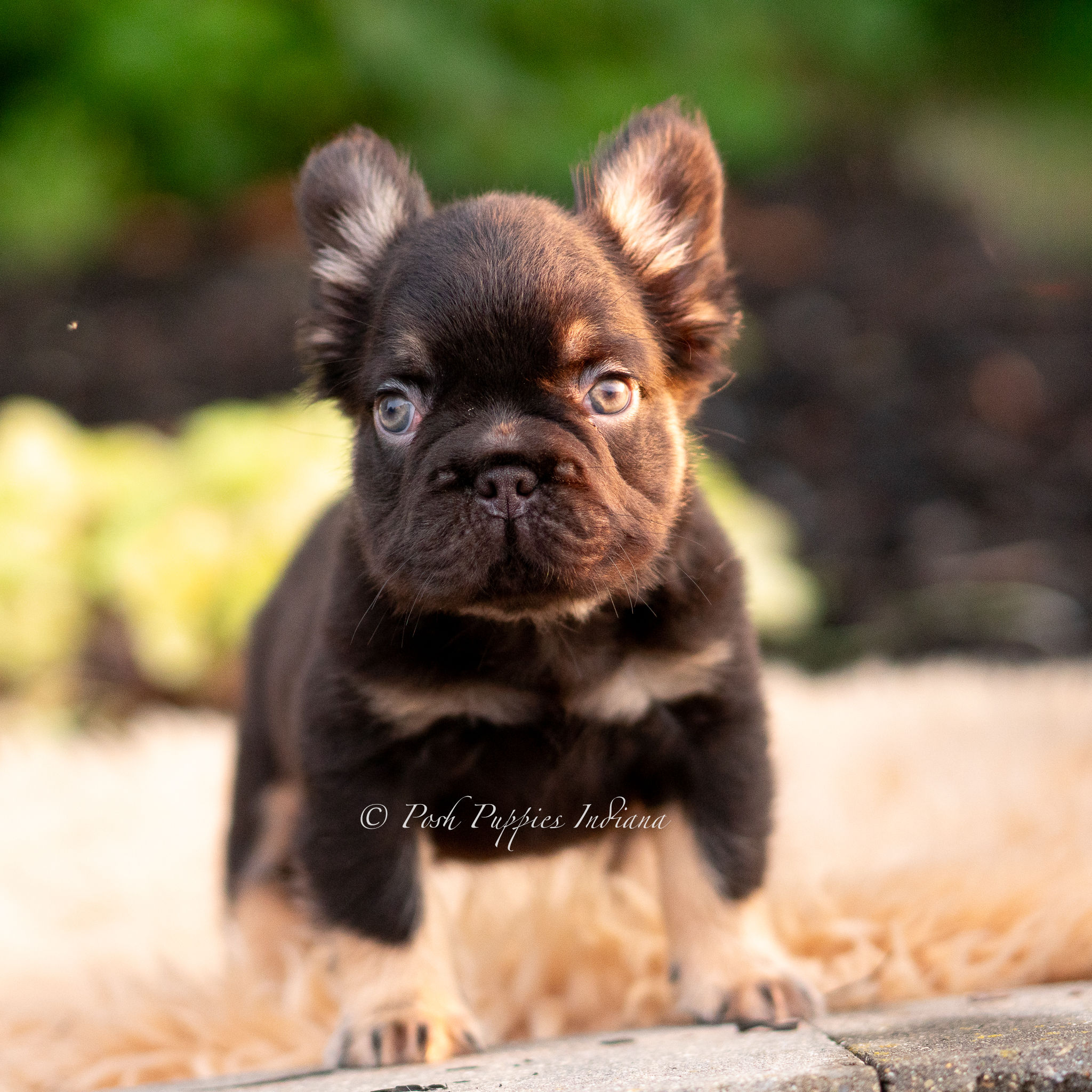 Chewbacca 💙 AKC Longhair French Bulldog - Male