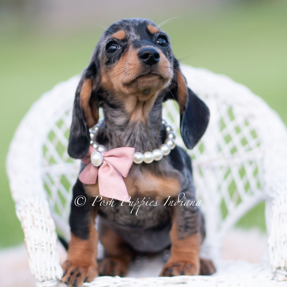 Thumbnail: Daisy 🩷 AKC Miniature Dachshund -Female
