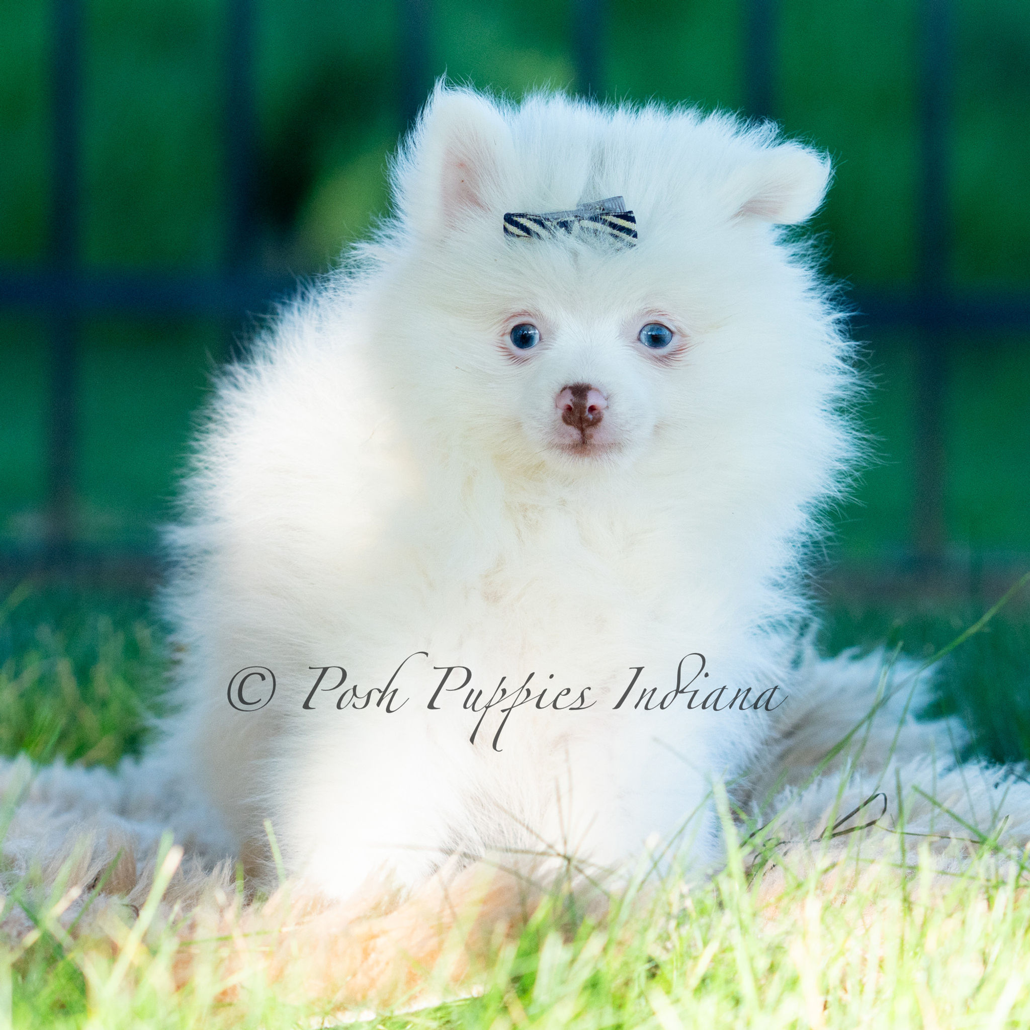 Marshmallow ๐ AKC Pomeranian - Male