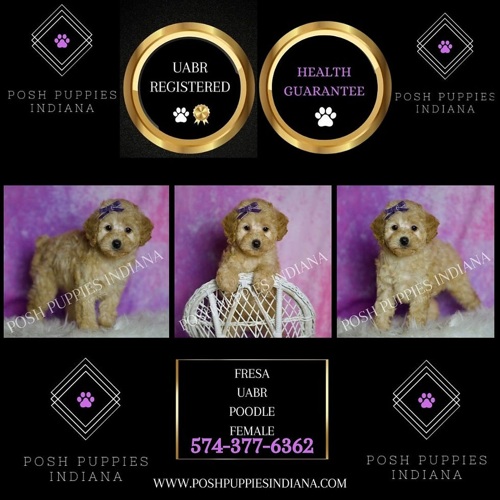Thumbnail: Fresca 💖 UABR Toy Poodle - Girl