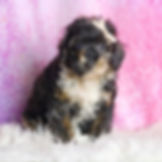 Flashy 💖 AKC Poodle - Girl
