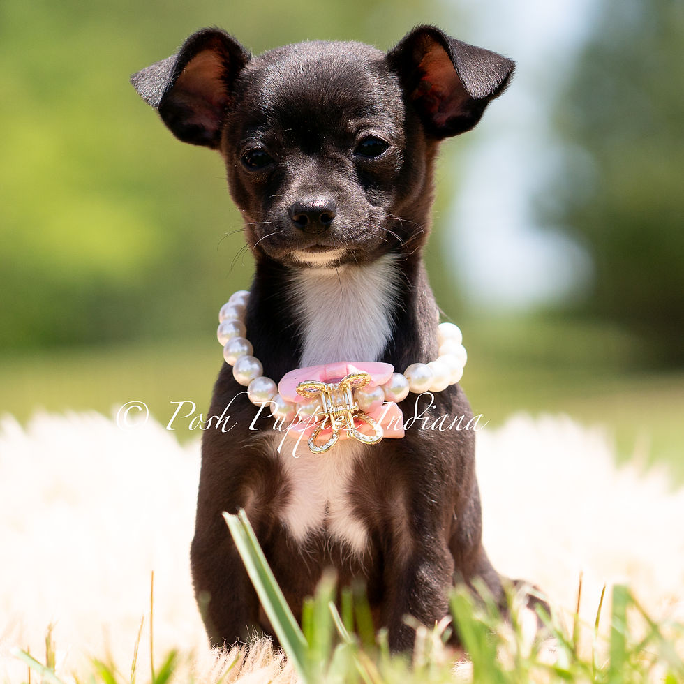 Thumbnail: Starry 🩷 Chihuahua - Female