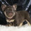 Thumbnail: Vegas 💖 French Bulldog - AKC Female