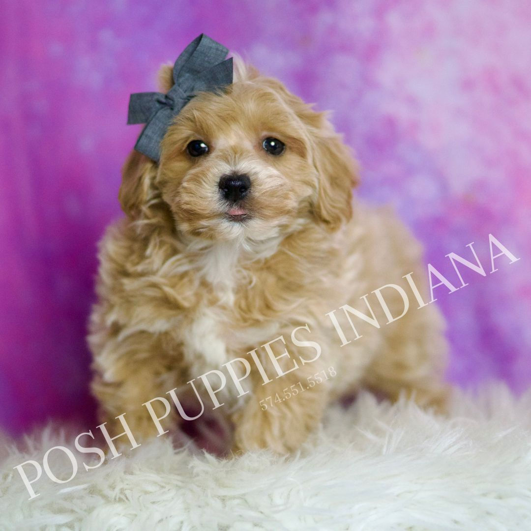 Red 💙 F1 Maltipoo - Boy