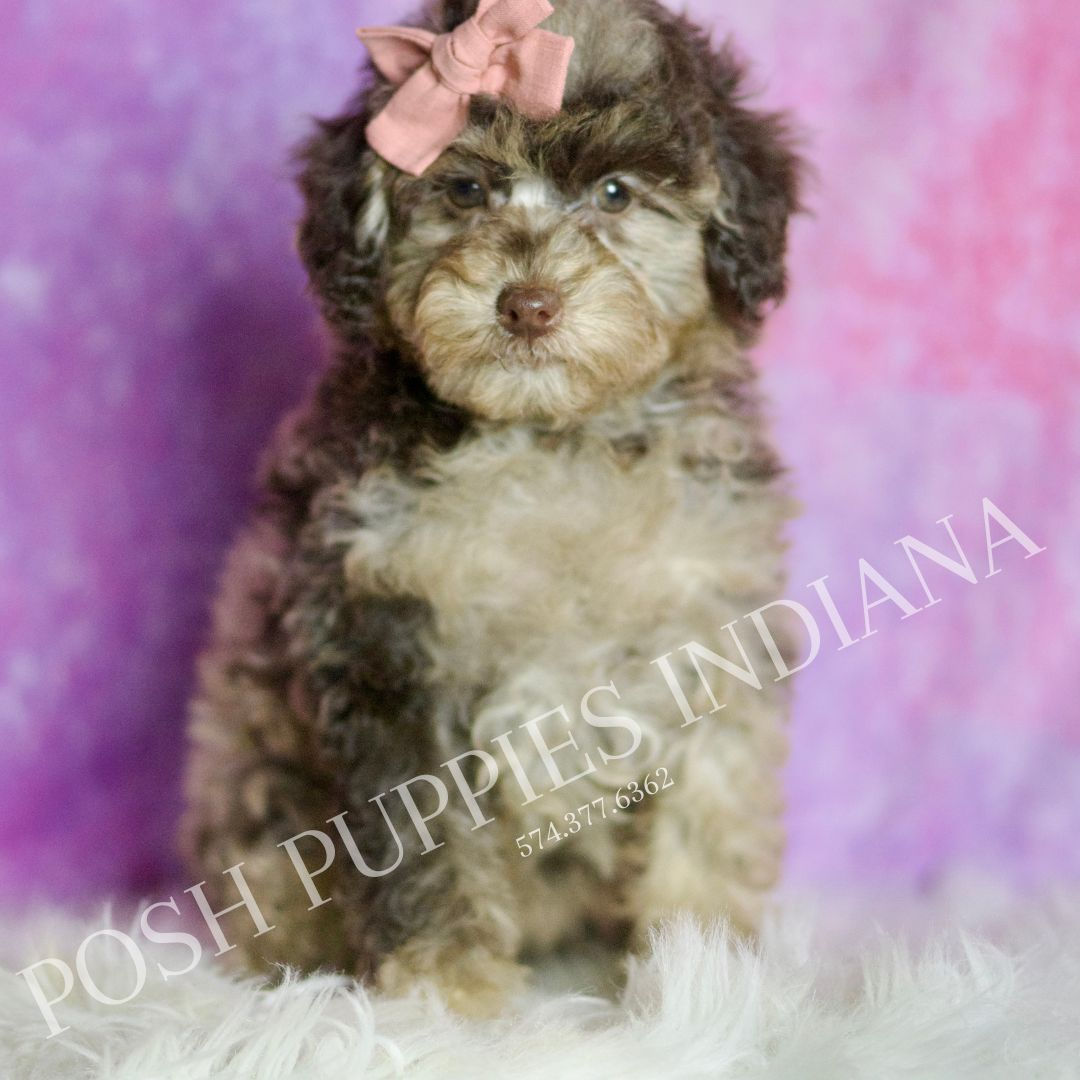Dahlia 💖 AKC Toy Poodle - Girl
