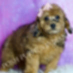 Thumbnail: Darling 💖 AKC Mini Poodle - Girl