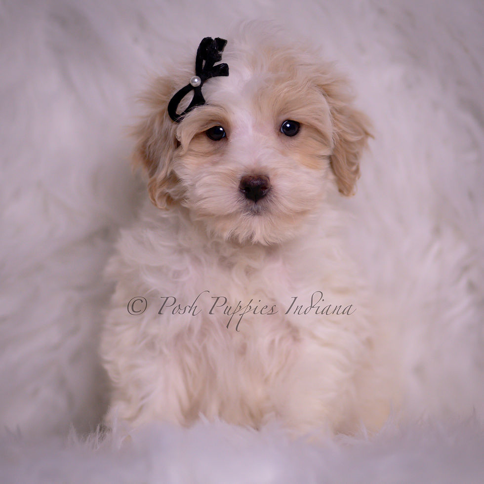 Thumbnail: Walnut 💙 F1B Maltipoo - Boy
