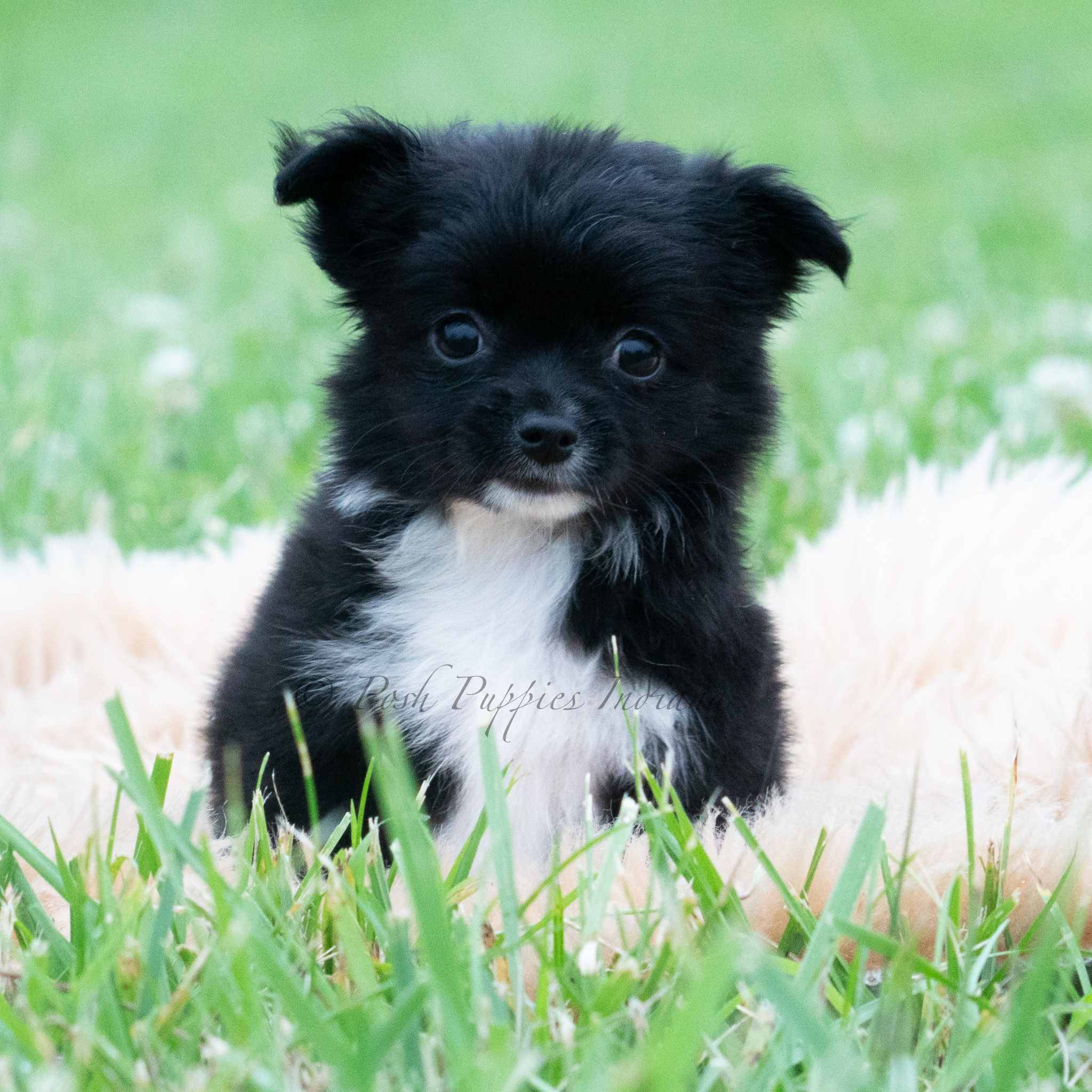 Ali🩷 Chihuahua - Female